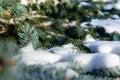 Few green tree branches in the white snow Royalty Free Stock Photo