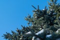 Few green tree branches in the white snow Royalty Free Stock Photo