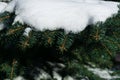 Few green tree branches in the white snow Royalty Free Stock Photo