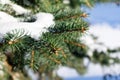 Few green tree branches in the white snow Royalty Free Stock Photo