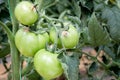 Few green unripe tomatoes hanging on the plant on the farm. Royalty Free Stock Photo