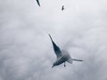 Seagulls fly against a cloudy sky. Royalty Free Stock Photo