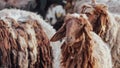 A few hairy flock sheep at a desert farm in arabia Royalty Free Stock Photo