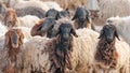 A few hairy flock sheep at a desert farm in arabia