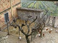 Few hens and rooster in yard of a village house on paddock. Italy.