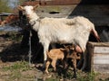 Baby goats drinking motherÃÂ´s milk
