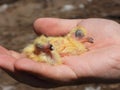 Few hours old yellow cute pigeons in hand 5