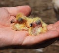 Few hours old yellow cute pigeons in hand 11