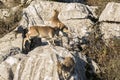 Few ibex goat jumping over rocks and running away Royalty Free Stock Photo