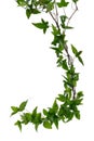 Few Ivy stems isolated over white. Royalty Free Stock Photo
