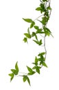 Few Ivy stems isolated over white.