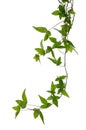 Few Ivy stems isolated over white. Royalty Free Stock Photo