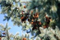 A few large branches of blue spruce with dark brown cones