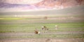 A few leisurely tibetan gazelles