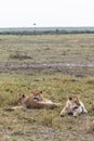 Few lions are resting. Lioness in the savanna. Kenya, Africa