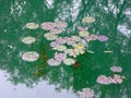 Few lotus Leaf floating on the water Royalty Free Stock Photo