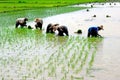 Paddy Field, Kedah