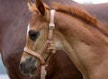 Few months old little colt head Royalty Free Stock Photo