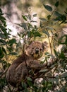 A few more leaves for this hungry Koala