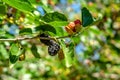 Few mulberries grows on the branch of a bush Royalty Free Stock Photo