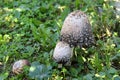 A few mushrooms growing in the grass