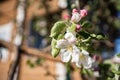 Blossoming flower of apple tree on branch