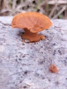 Few orange color mushrooms on dead coconut tree