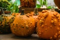 Few orange pumpkins, varieties of zombie at the harvest festival