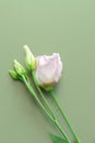 Few pastel color roses flowers on painted background