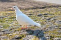 White Pigeon Standing on Flat Stone Surface with Weeds