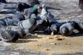 Few pigeons sit on the ground and peck the food pieces of bread. Birds and birdwatching. Royalty Free Stock Photo