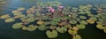 Few pink lotus flowers bloom on the pond surface, set among a variety of aquatic plants Royalty Free Stock Photo