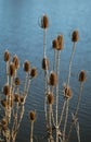 Dipsacus sativus near the Pond Royalty Free Stock Photo