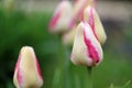 Pink and yellow tulips