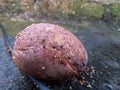 a few red ants were gnawing on rotten sapodilla fruit