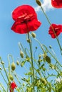 A few red bright simple poppy flowers under bright blue sky, vertical photo