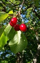 A few red cherries hanging on branch of tree Royalty Free Stock Photo