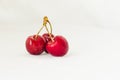 Three juicy berries of a red cherry on a white fabric background Royalty Free Stock Photo