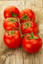 few red tomatoes branch Royalty Free Stock Photo