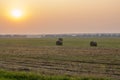 A few round bales of yellow hay in a field at sunset. Harvesting hay for the household Royalty Free Stock Photo