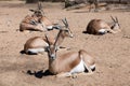 Few Saharian Dorcas Gazelles on sand Royalty Free Stock Photo