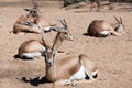Few Saharian Dorcas Gazelles Royalty Free Stock Photo