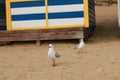 a few seaguls standing on the beach in front of rows of colourful beach bright painted summer holiday bathing box's along a sandy