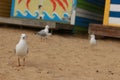 a few seaguls standing on the beach in front of rows of colourful beach bright painted summer holiday bathing box\'s along a sandy