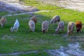 A few sheep and a goat graze on the grass