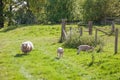 Sheep and lambs grazing in a meadow in the British countryside Royalty Free Stock Photo