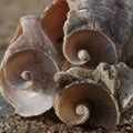 A few shells on the sand Royalty Free Stock Photo