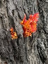 Regrowth from the bush fires in the Blue Mountains, Australia