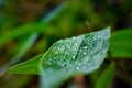 A few small drops of water are hanging on the leaves of the bamboo tree and on the small branches Royalty Free Stock Photo