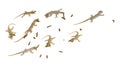 A few small geckos hunt on insectson a white background Royalty Free Stock Photo